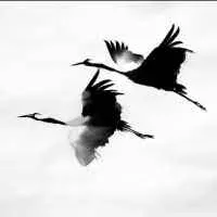 Kavabanga Depo Kolibri - Журавлі